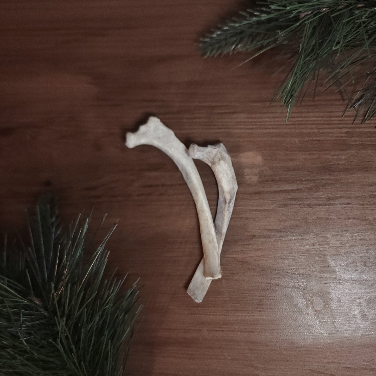 Cougar Rib Bones- Short - Black Magic Ritual Co.