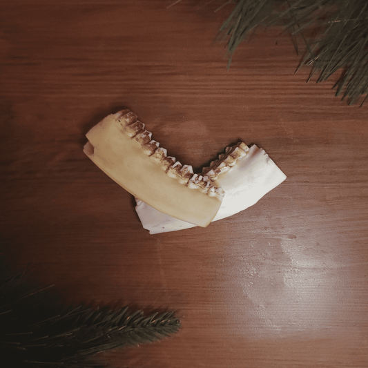 Roe Deer Jaw Piece - Black Magic Ritual Co.